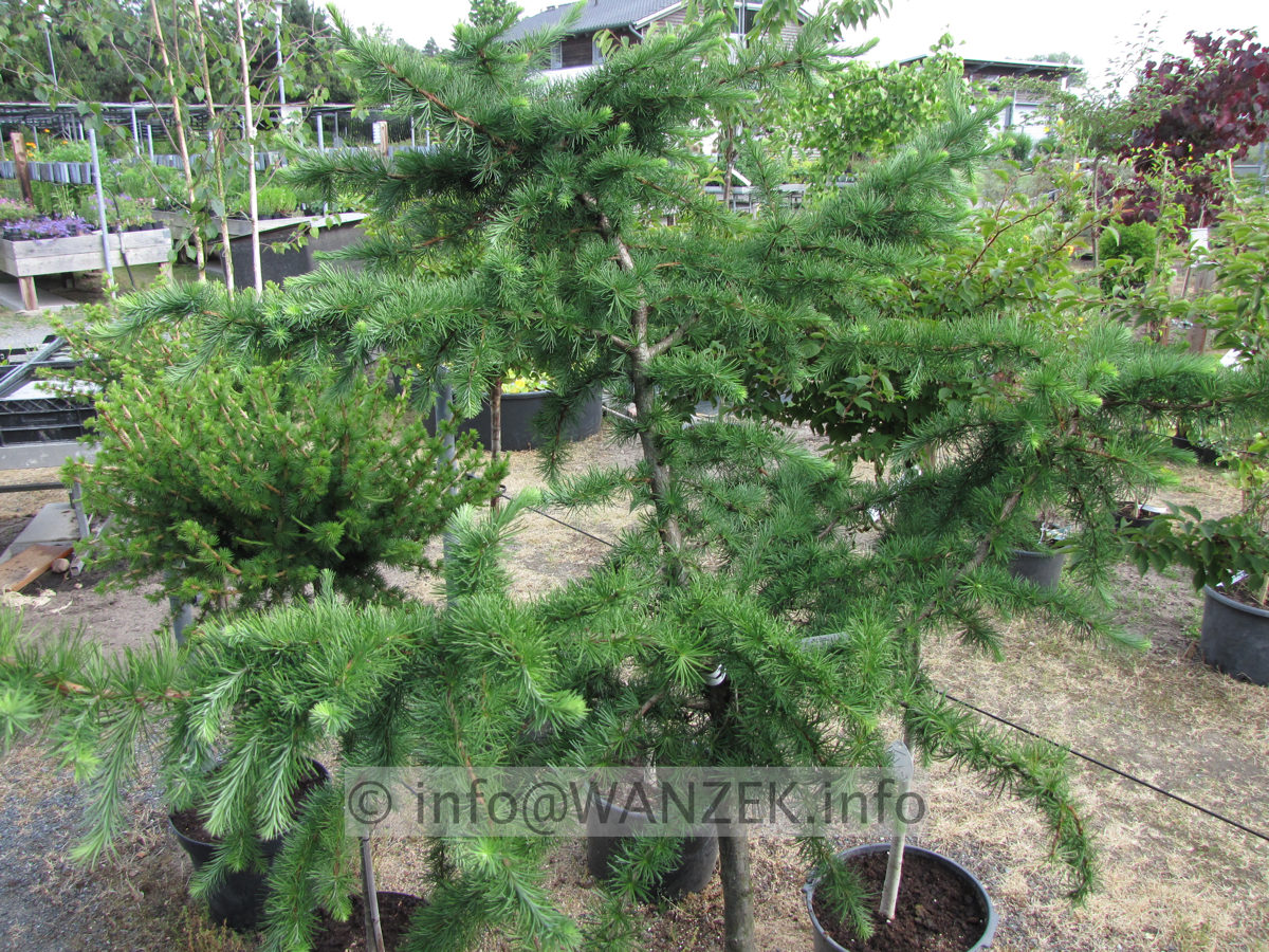 Larix kaempferi Little Bogle 01.JPG